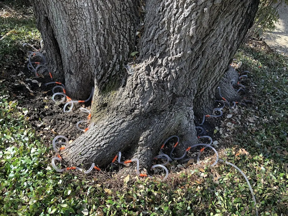 Detailed Tree Cabling and Bracing job site in Culleoka