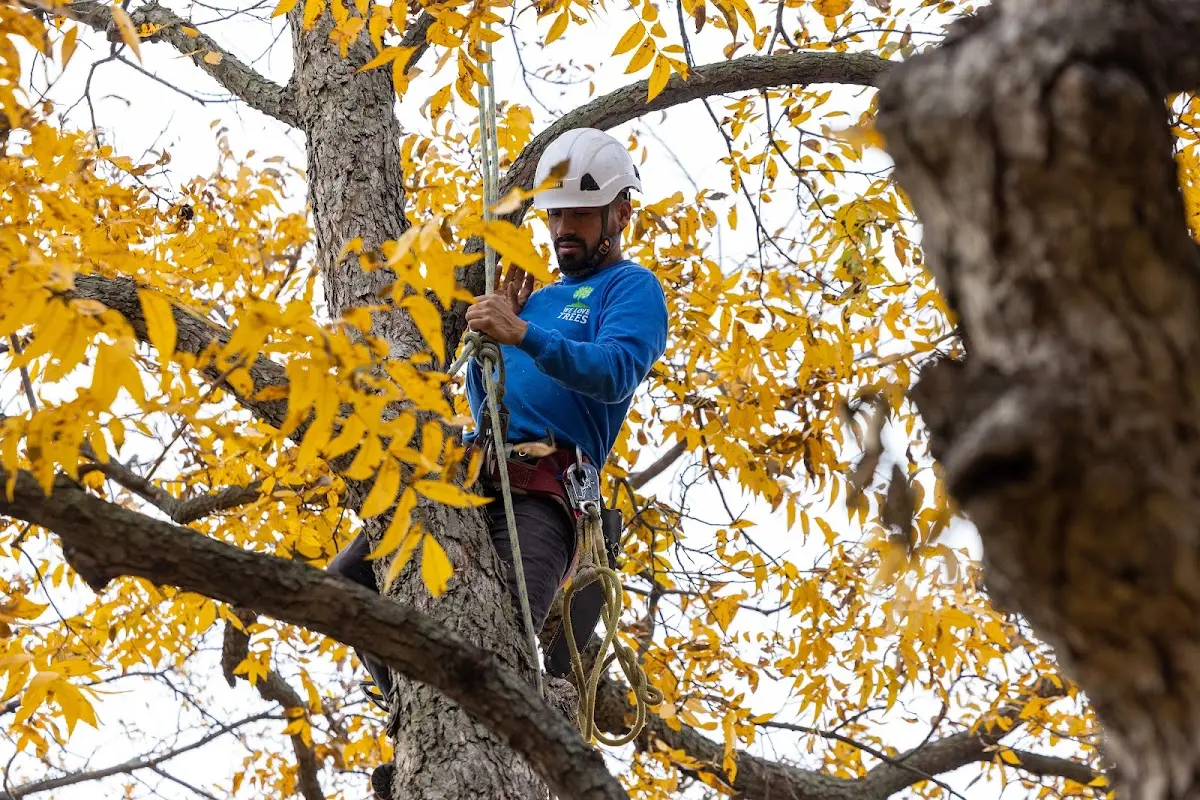 Skilled Tree Planing crew working in Culleoka