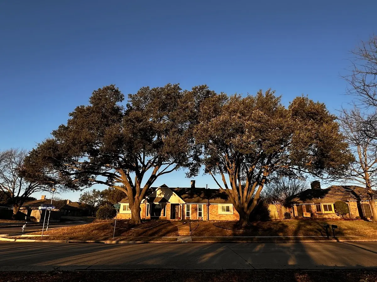 Established residential canopy tree shading a home in Culleoka